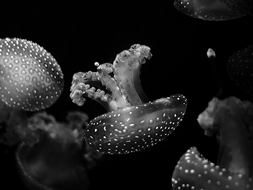 轉錄調控網(wǎng)絡(luò )分析